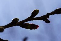 DSC08366